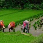 PM Modi launches Urea Gold for farmers