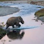 Project Gajah Kotha Launched in Assam