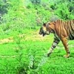 Ramgarh Vishdhari Tiger Reserve (RVTR) witnessed the birth of cubs for the first time