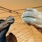 WHO identifies first case of MERS-CoV in UAE this year