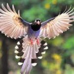 5% of birds in India are endemic: Zoological Survey of India publication