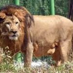 Gujarat launches ‘Sinh Suchna’ app for tracking lions