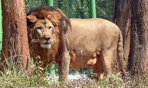 Gujarat launches ‘Sinh Suchna’ app for tracking lions