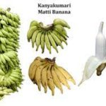 Matti banana variety granted the Geographical Indication (GI) tag