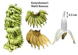 Matti banana variety granted the Geographical Indication (GI) tag
