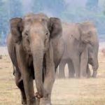 Number Of Elephants Goes Up By 346 From Last Count, Touches 6,395 In Karnataka