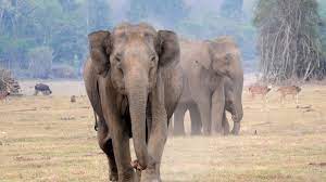 Number Of Elephants Goes Up By 346 From Last Count, Touches 6,395 In Karnataka