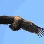 Researchers recorded the first instance of captive breeding of the Himalayan vulture in India.