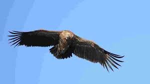 Researchers recorded the first instance of captive breeding of the Himalayan vulture in India.