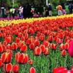 Srinagar’s Tulip Garden Enters Record Books With 1.5mn Flowers