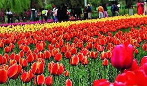 Srinagar’s Tulip Garden Enters Record Books With 1.5mn Flowers