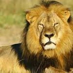 World Lion Day 2023: Date, Significance and History