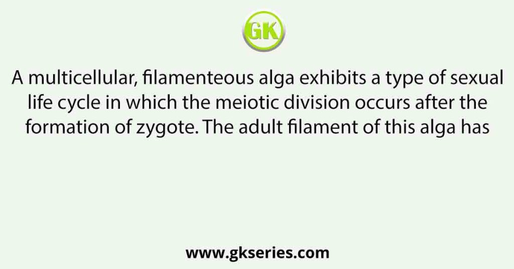 A multicellular, filamenteous alga exhibits a type of sexual life cycle in which the meiotic division occurs after the formation of zygote. The adult filament of this alga has