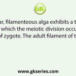 A multicellular, filamenteous alga exhibits a type of sexual life cycle in which the meiotic division occurs after the formation of zygote. The adult filament of this alga has