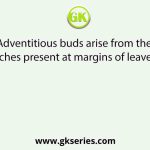 Adventitious buds arise from the notches present at margins of leaves in