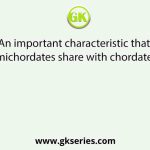 An important characteristic that hemichordates share with chordates is