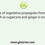 Appearance of vegetative propagules from the nodes of plants such as sugarcane and ginger is mainly because