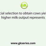 Artificial selection to obtain cows yielding higher milk output represents
