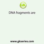 DNA fragments are