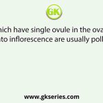 Flowers which have single ovule in the ovary and are packed into inflorescence are usually pollinated by