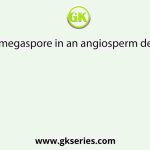 Functional megaspore in an angiosperm develops into