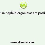 Gametes in haploid organisms are produced by