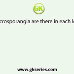 How many microsporangia are there in each lobe of anther?