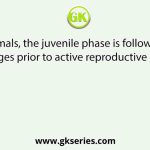 In animals, the juvenile phase is followed by what changes prior to active reproductive behaviour?