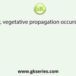 In ginger, vegetative propagation occurs through