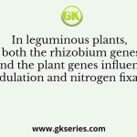 In leguminous plants, both the rhizobium genes and the plant genes influence nodulation and nitrogen fixation