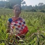 Koraput Kalajeera Rice Gets GI Tag