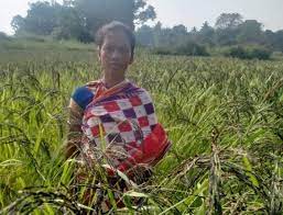 Koraput Kalajeera Rice Gets GI Tag