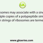 Many ribosomes may associate with a single mRNA to form multiple copies of a polypeptide simultaneously. Such strings of ribosomes are termed as