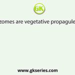Rhizomes are vegetative propagules of