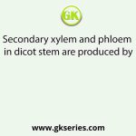 Secondary xylem and phloem in dicot stem are produced by
