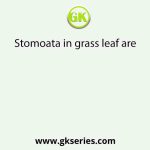 Stomoata in grass leaf are