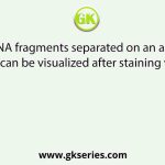 The DNA fragments separated on an agarose gel can be visualized after staining with