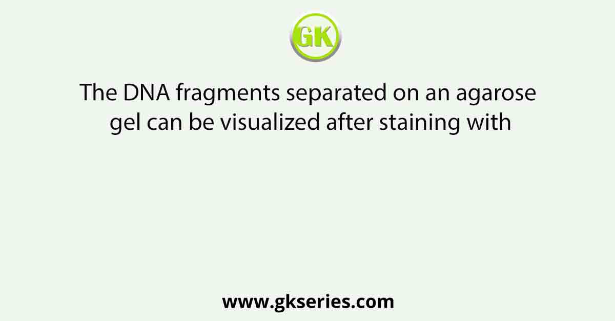 The DNA fragments separated on an agarose gel can be visualized after staining with