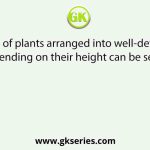 The presence of plants arranged into well-defined vertical layers depending on their height can be seen best in