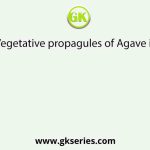 Vegetative propagules of Agave is