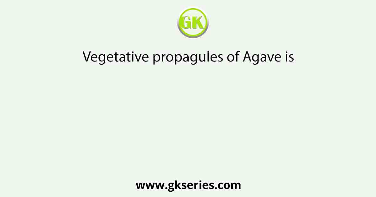 Vegetative propagules of Agave is