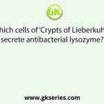 Which cells of ‘Crypts of Lieberkuhn’ secrete antibacterial lysozyme?