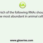 Which of the following RNAs should be most abundant in animal cell?