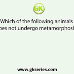 Which of the following animals does not undergo metamorphosis?