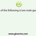 Which of the following is/are male gametes?