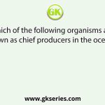 Which of the following organisms are known as chief producers in the oceans?