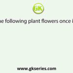 Which of the following plant flowers once in 12 years?