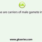 Which of these are carriers of male gamete in seed plants?