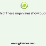 Which of these organisms show budding?