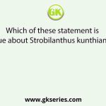 Which of these statement is true about Strobilanthus kunthiana?